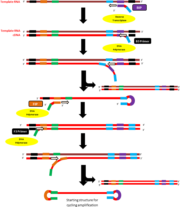 Initiation Step Of Rt-lamp Method - Transcription Based Amplification Methods Clipart (762x843), Png Download