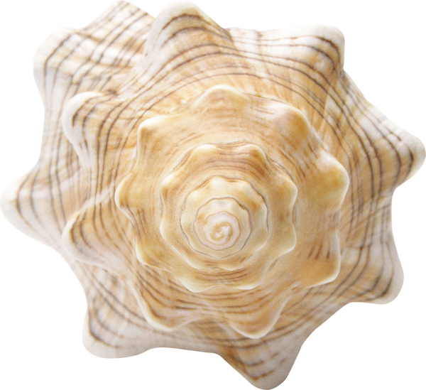 Conch - Shell Clipart (600x549), Png Download
