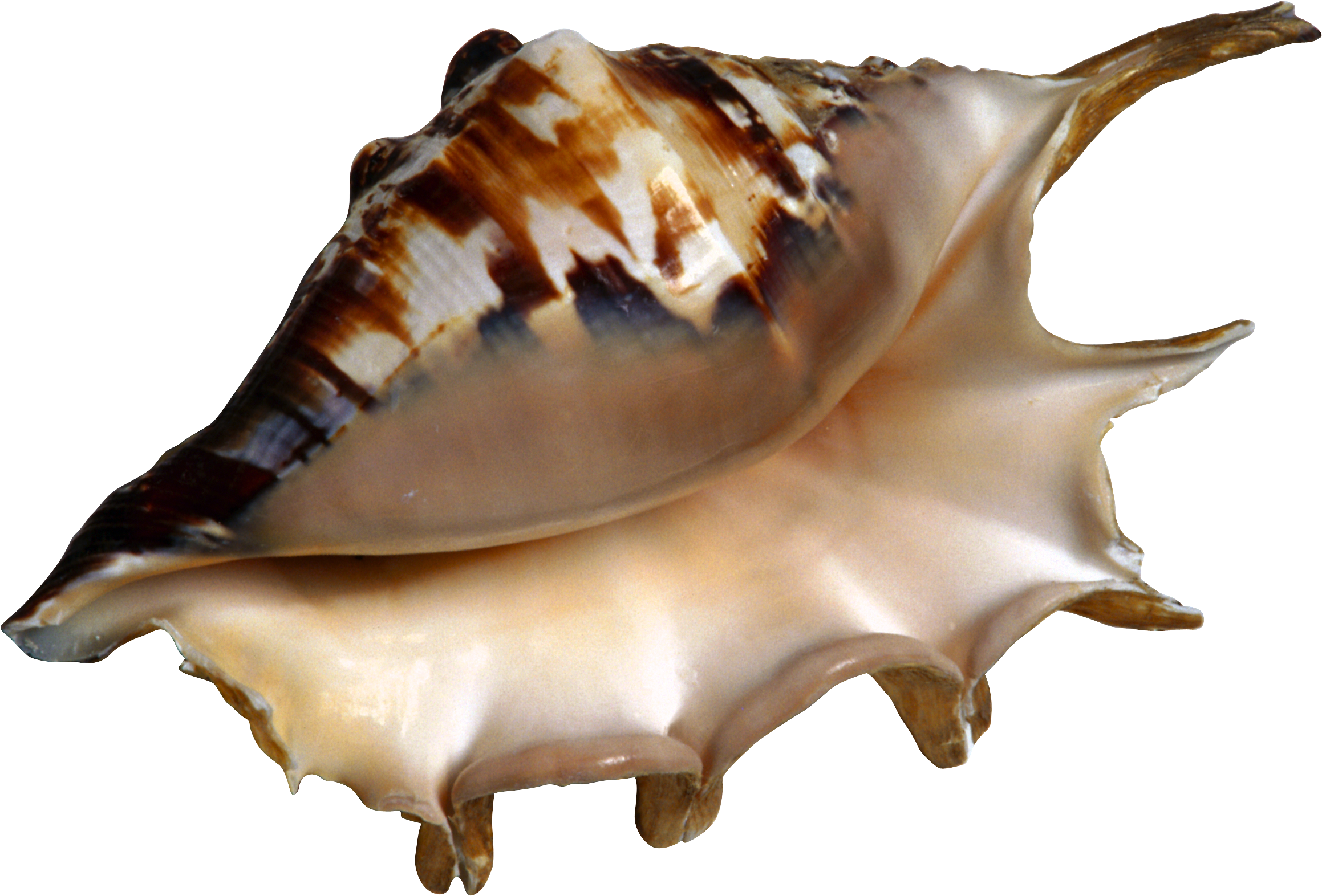 Conch Png - Beach Clipart Transparent Png (2318x1572), Png Download