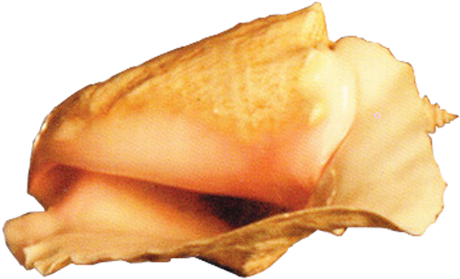 Conch - Curry Puff Clipart (675x605), Png Download