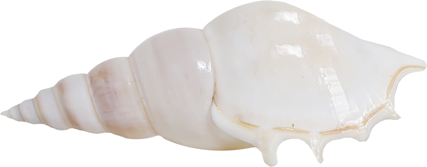 Seashell, Shankha, Conch Png Image With Transparent - Shell Clipart (1920x1001), Png Download