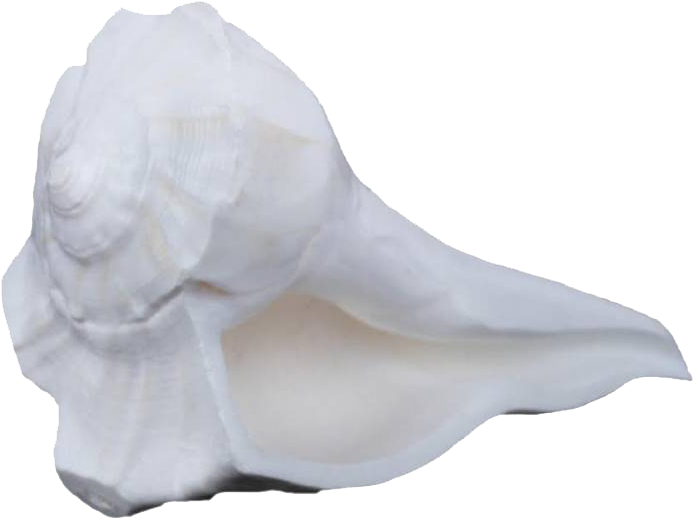 Conch Png Free Images - Conch Clipart (704x524), Png Download