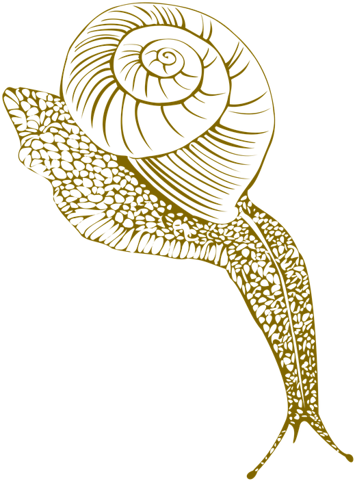 Snail Conch Shell Moist Corner - Snail Clipart (540x720), Png Download