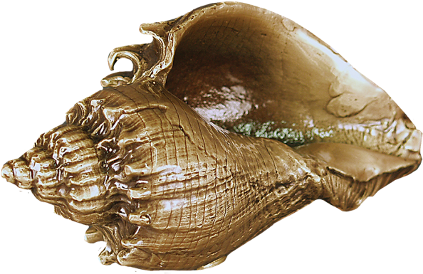 Home - Conch Clipart (650x650), Png Download