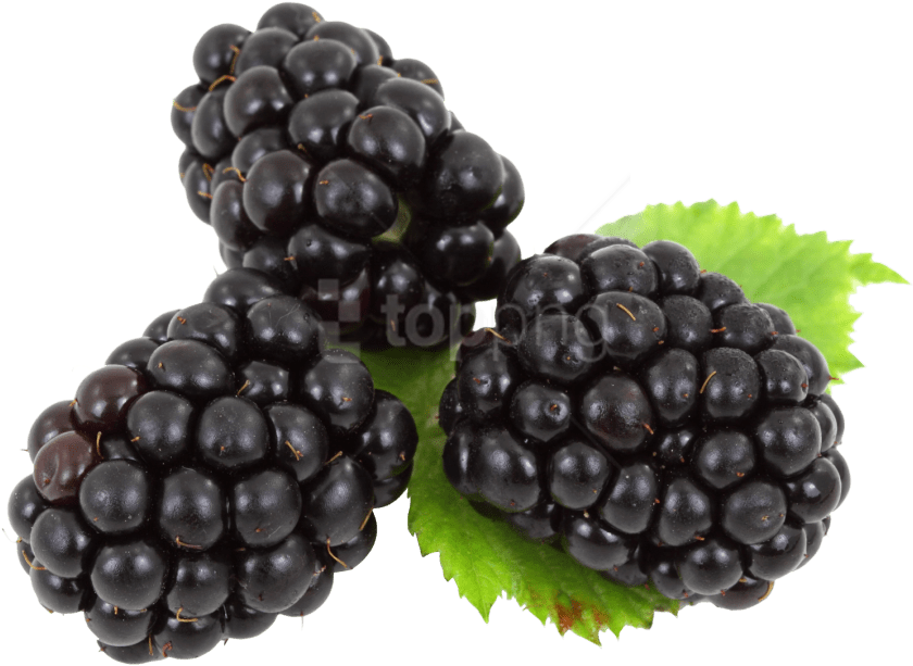 Blackberry With Leaves Png - Blackberries Png Clipart (851x636), Png Download