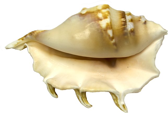 Conch Clipart (690x450), Png Download