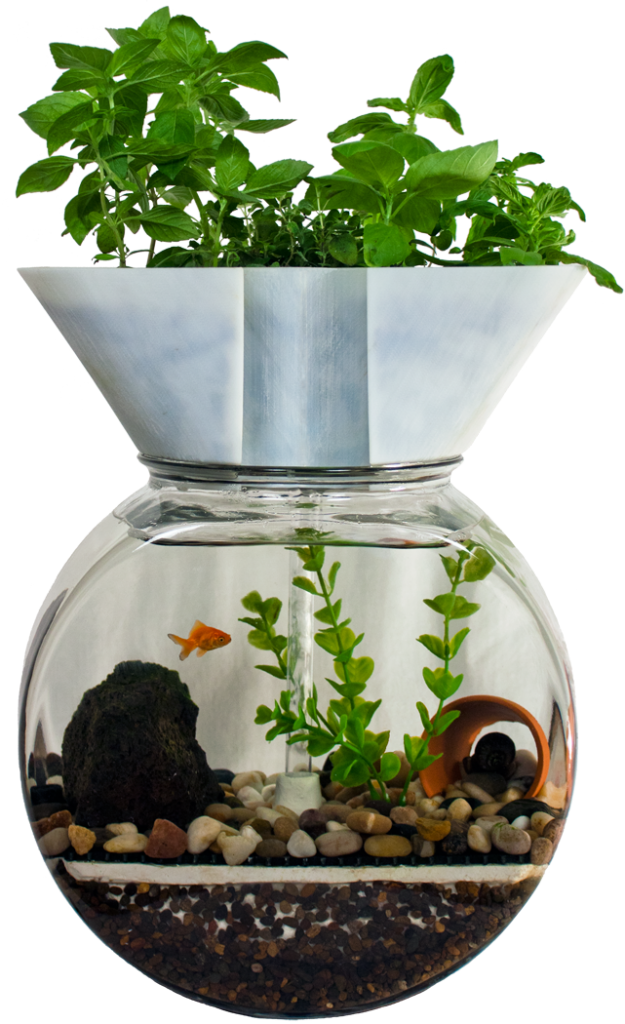 Self Cleaning Fish Tank Transparent Background - Aquaponics With Fish Clipart (625x1024), Png Download