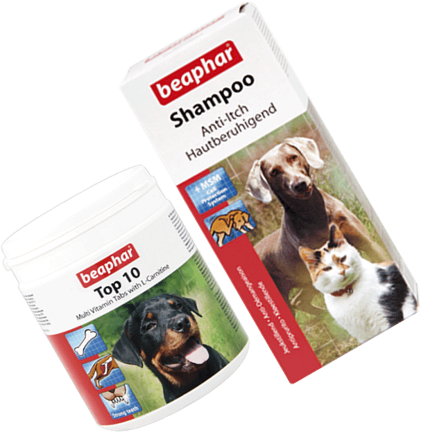 Companion Dog Clipart (650x650), Png Download