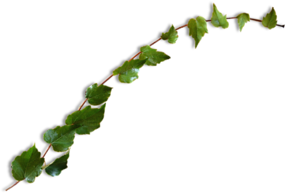 #vine #leaves #plant #green #ivy #freetoedit - Leaf Clipart (1024x785), Png Download