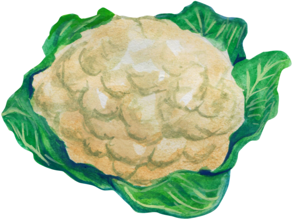 Cauliflower Drawing Leaf - Cauliflower Clipart (600x521), Png Download