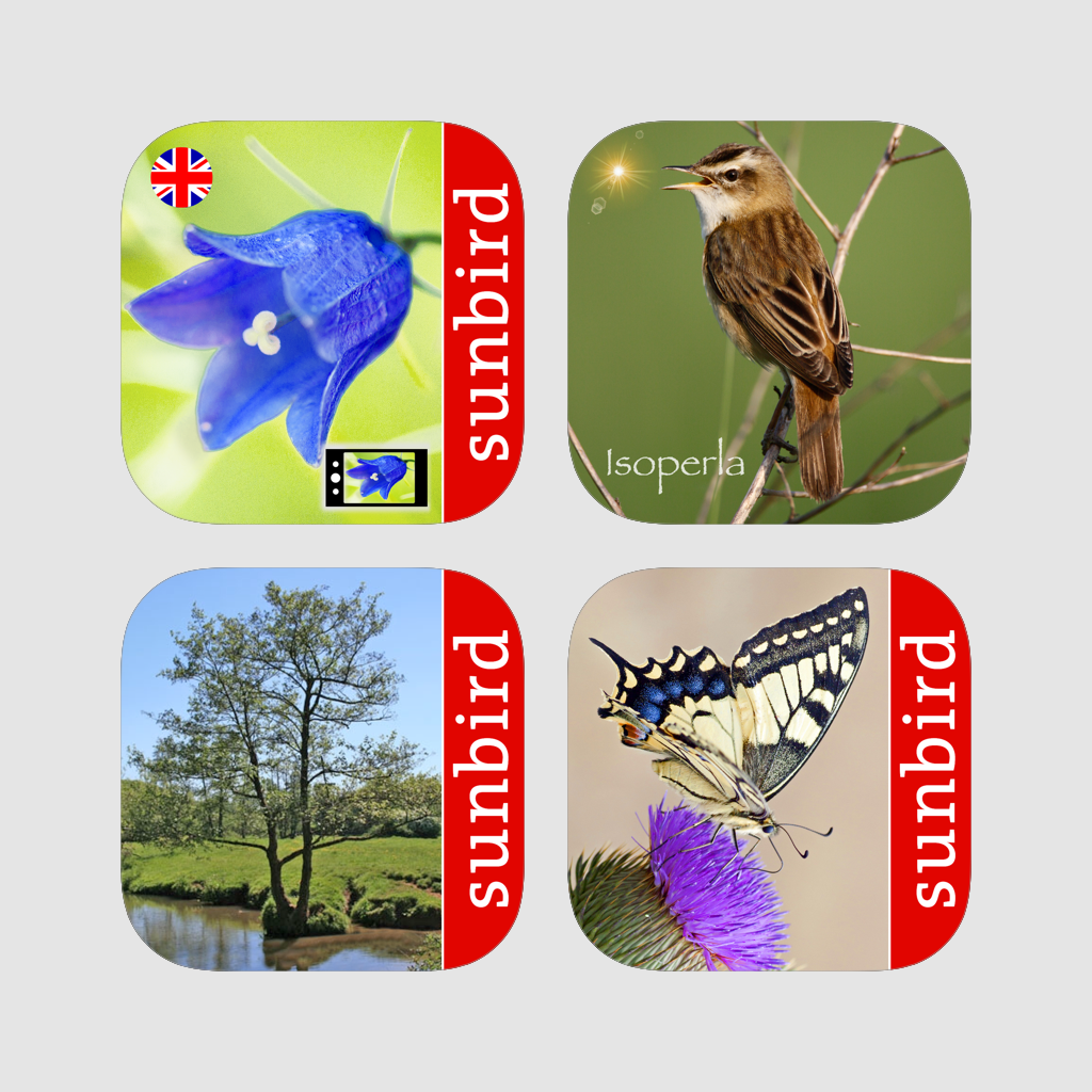 House Sparrow Clipart (1024x1024), Png Download