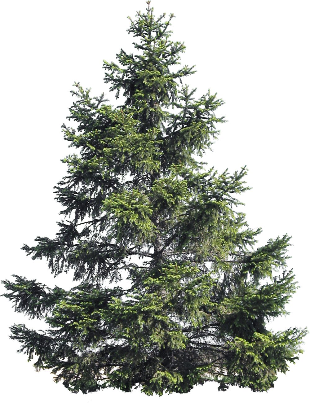 Cutout Fir Tree - Fir Tree Transparent Background Clipart (1000x1301), Png Download