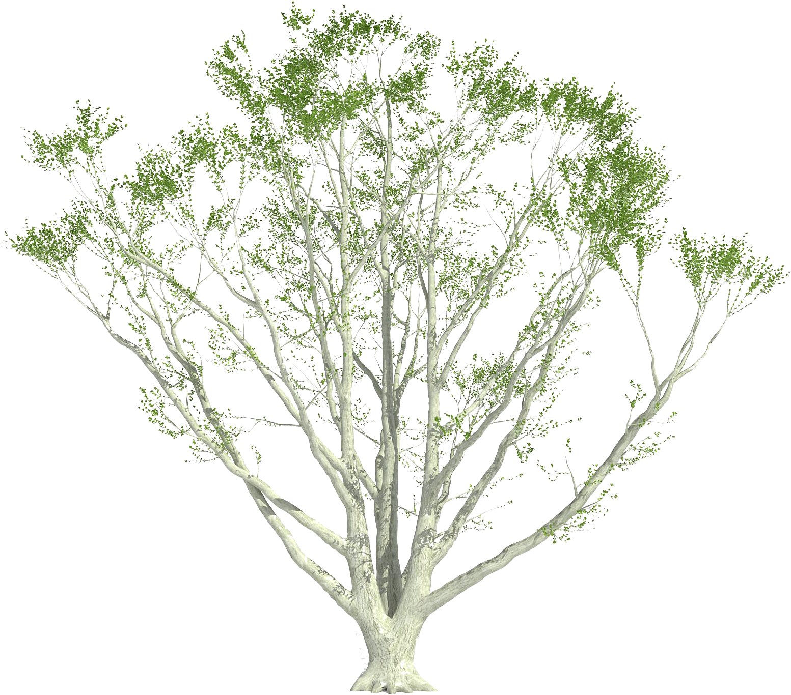Shrub Clipart Cutout - Pond Pine - Png Download (1606x1413), Png Download