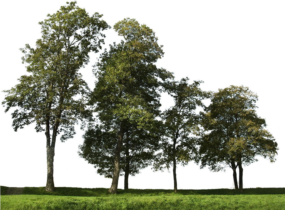 Big Trees Group - Bunch Of Tree Png Clipart (1000x809), Png Download