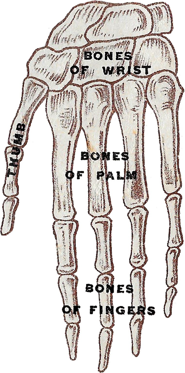 This Human Head Illustrations Show The Different Areas - Sketch Clipart (846x1600), Png Download