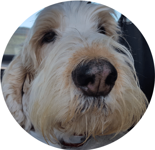 My Gbgv Life Plainfield, Il - Companion Dog Clipart (700x500), Png Download