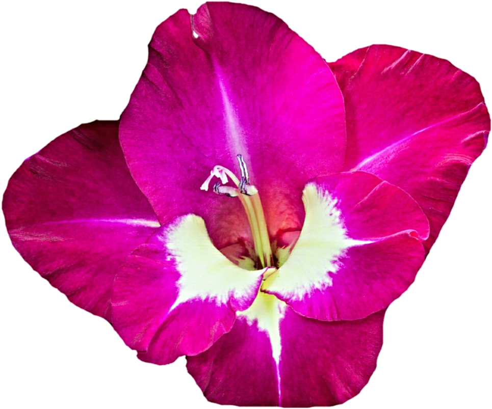Download Gladiolus Png Free Download - Desert Rose Clipart (973x822), Png Download