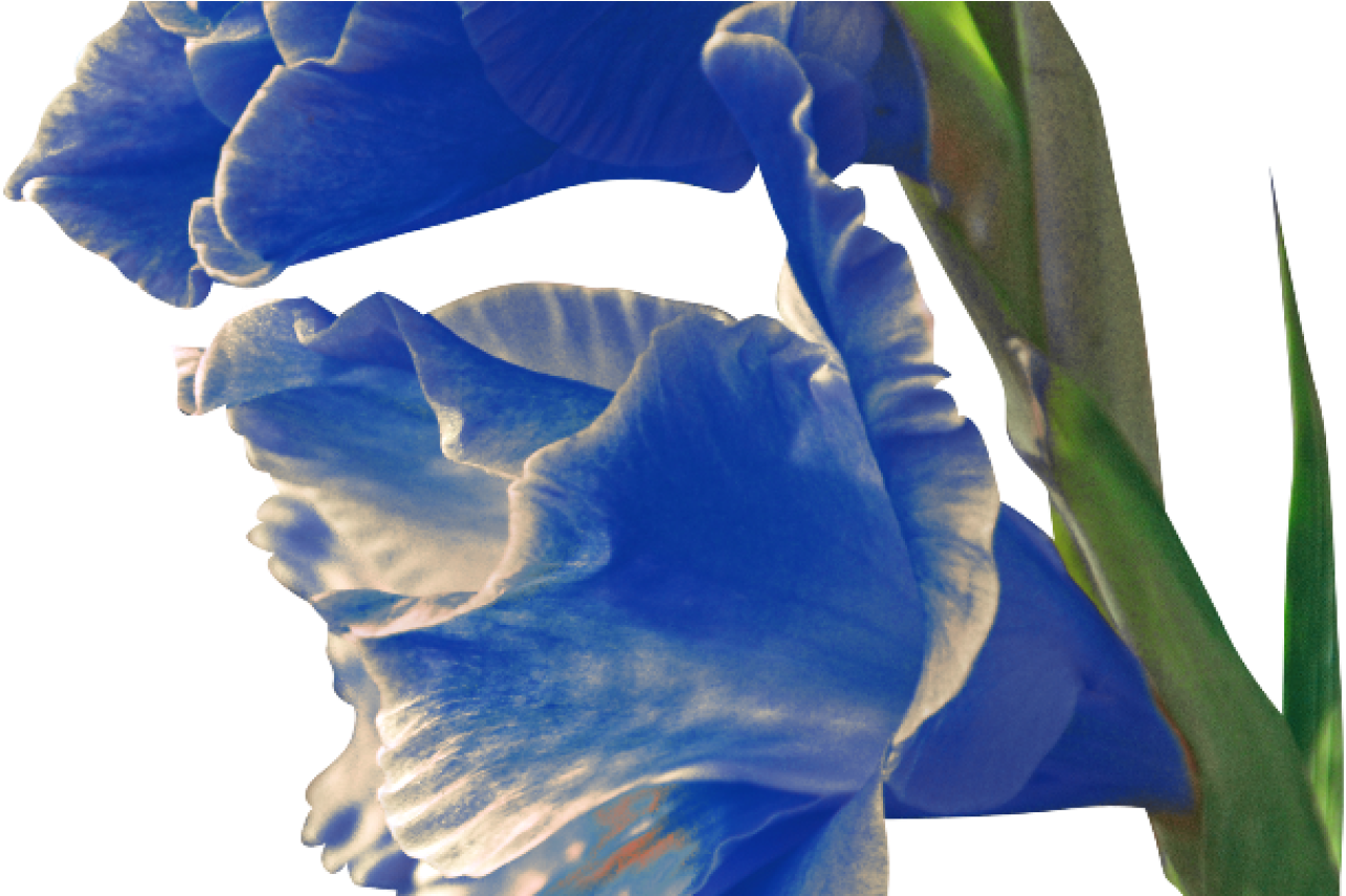 Iris , Png Download - Iris Clipart (1285x856), Png Download