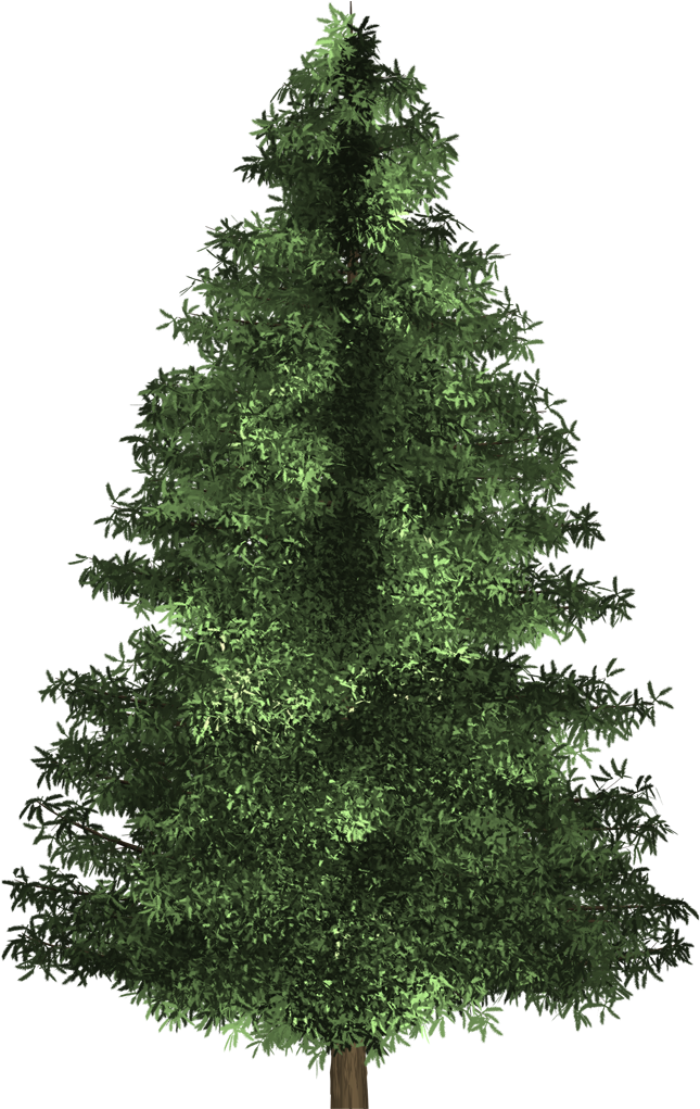 Spruce Tree - Real Natural Christmas Tree Clipart (1080x1020), Png Download
