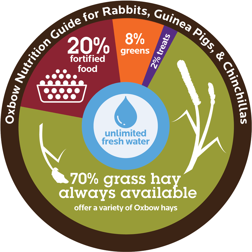 Your Chinchilla Is A Herbivore, Which Means He Eats - Guinea Pig Diet Wheel Clipart (890x881), Png Download