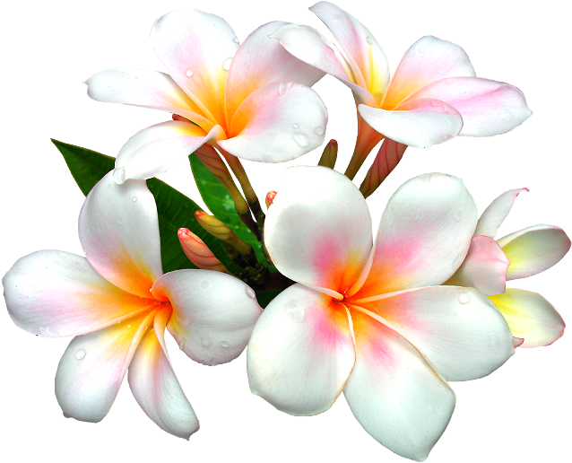 Nurcan Cüceoğlu /instagram/ Nurcandesigner White Flower - Real Flowers Clip Art - Png Download (650x530), Png Download
