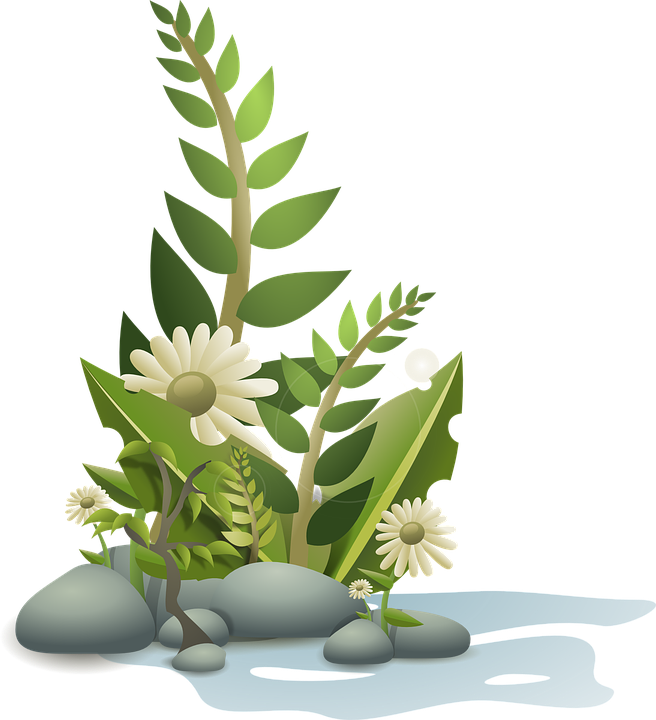 Flower, Plant, Tropical, Nature, Garden, Summer, Floral - Clipart Plants - Png Download (656x720), Png Download