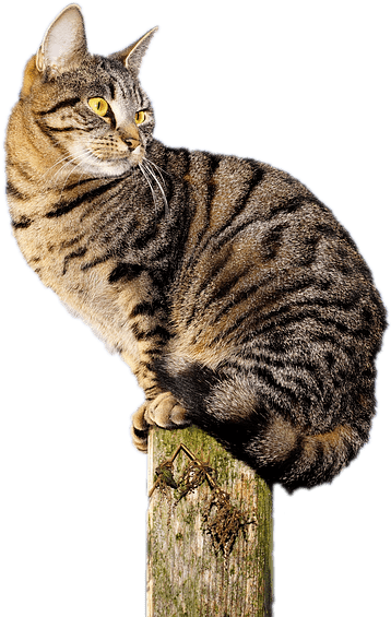 Cat Acrobat - Cat Clipart (960x640), Png Download