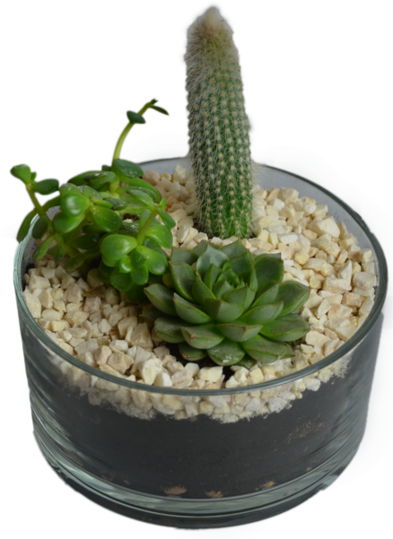 Cactus In Flowerpot - Flowerpot Clipart (866x650), Png Download