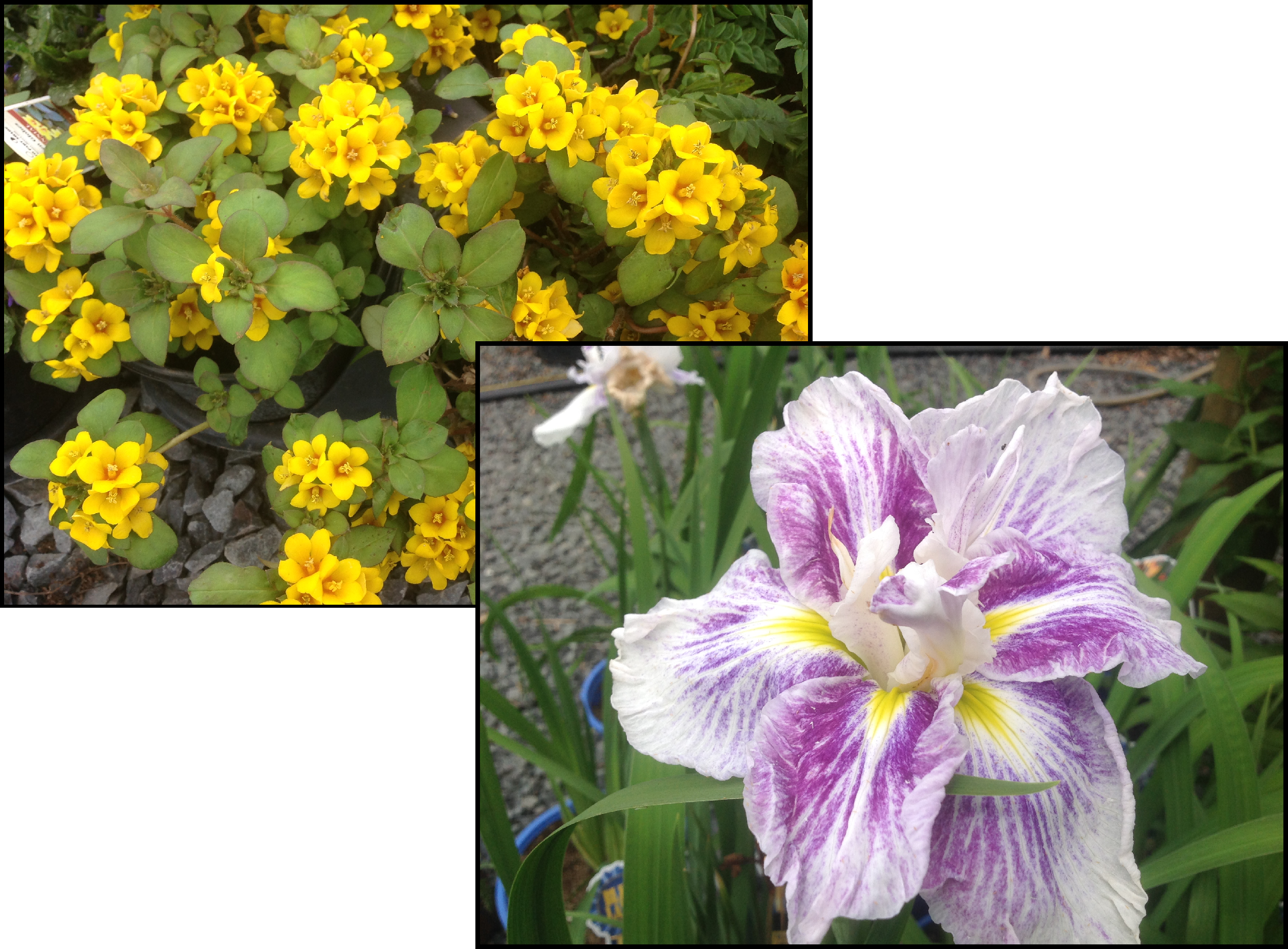 Tropical Flowers Page - Iris Clipart (2517x1855), Png Download