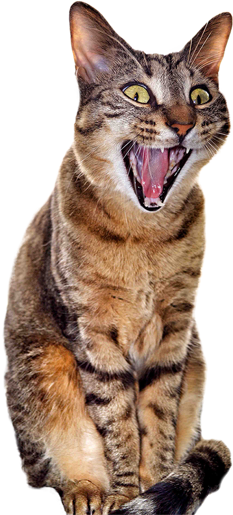 Surprised Cat [480 × 1058] - Yawning Cat Transparent Background Clipart (480x1058), Png Download