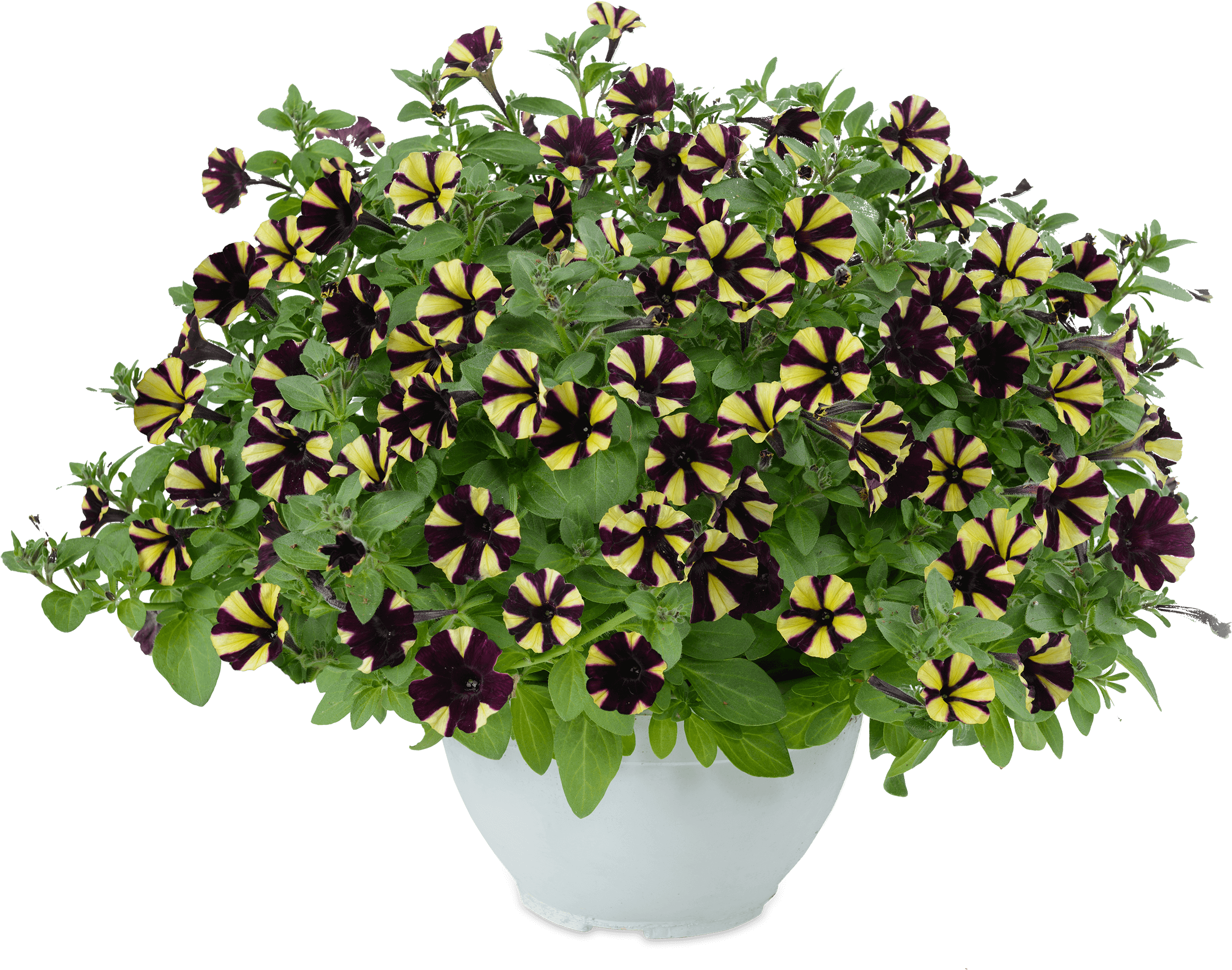 Download Image - Flowerpot Clipart (2601x2003), Png Download