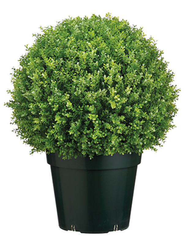 28" Plastic Baby's Tear Ball Topiary In Pot Two Tone - Oregano Topf Clipart (800x800), Png Download