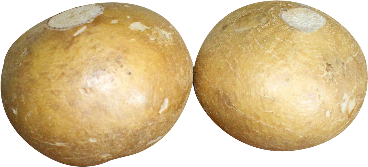 Jicamas Png Clipart (1330x644), Png Download