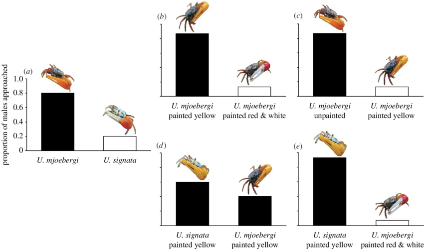 Species Recognition Based On Claw Coloration In Uca - Cartoon Clipart (850x500), Png Download