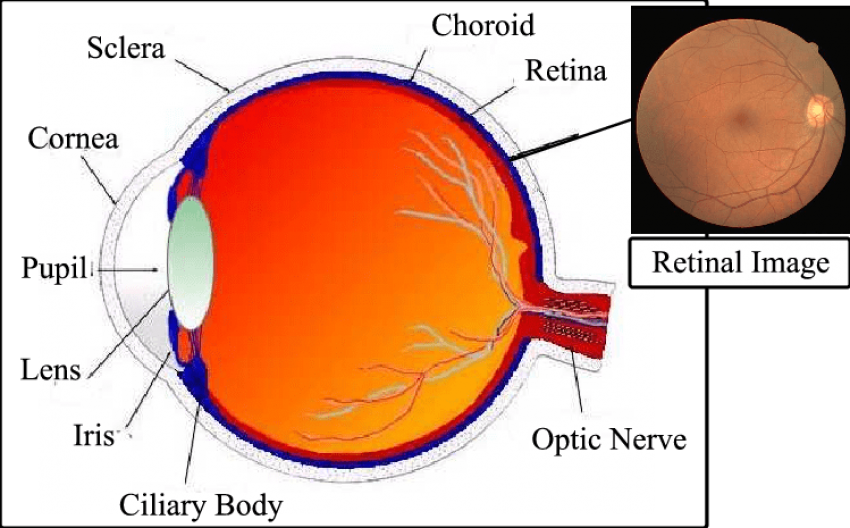 Free Png Download Human Eye Cross Png Images Background - Features Of An Eye Clipart (850x528), Png Download