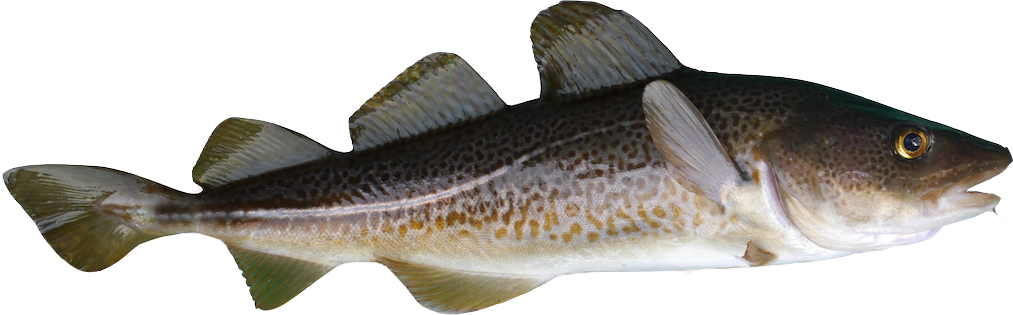 Baltic Cod - Треска Пнг Clipart (1013x315), Png Download