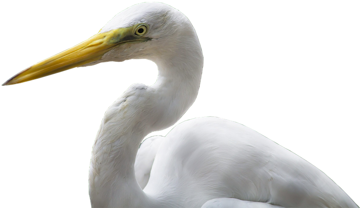 Crane, Bird, Bill, White, Yellow, Plumage, Png - Great Egret Clipart (960x458), Png Download