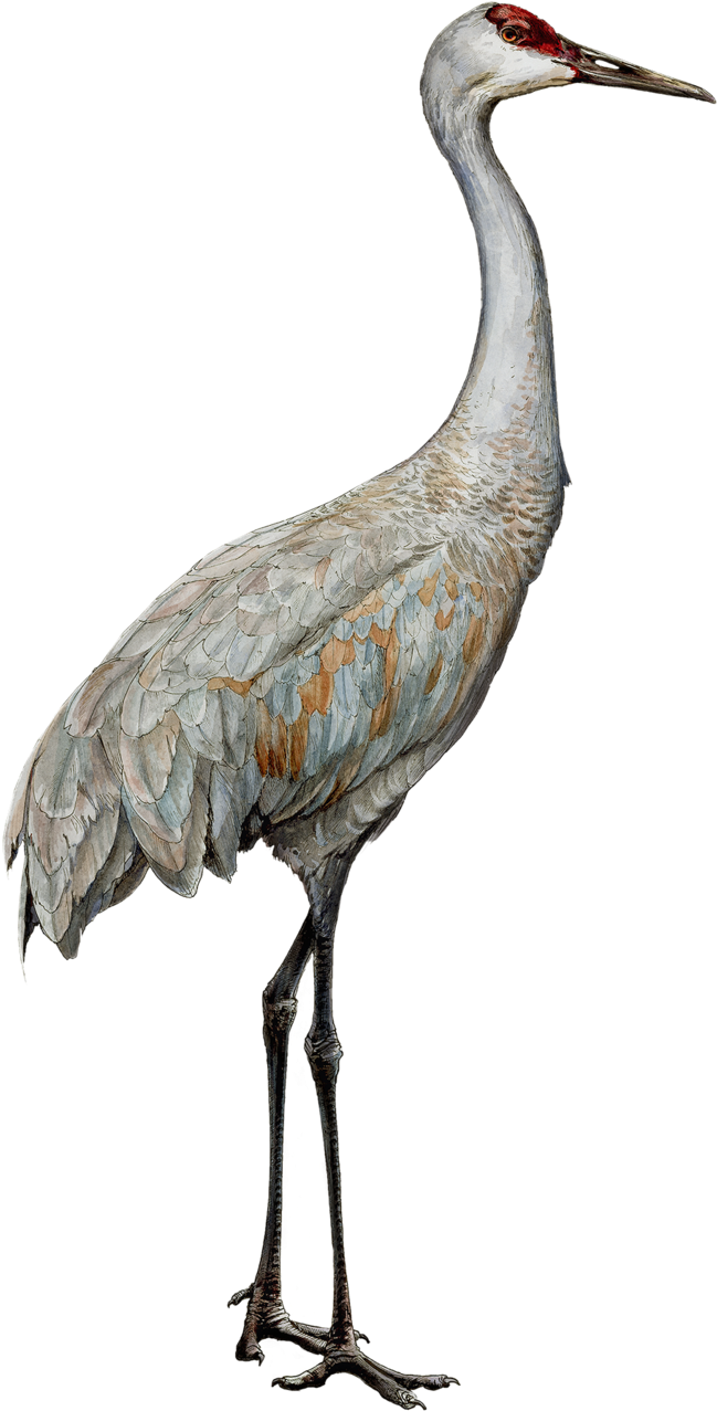 Png Download Bird Heights Ericktoussaint Sandhillcranesmallerpng - Sandhill Crane Clipart (1000x1421), Png Download
