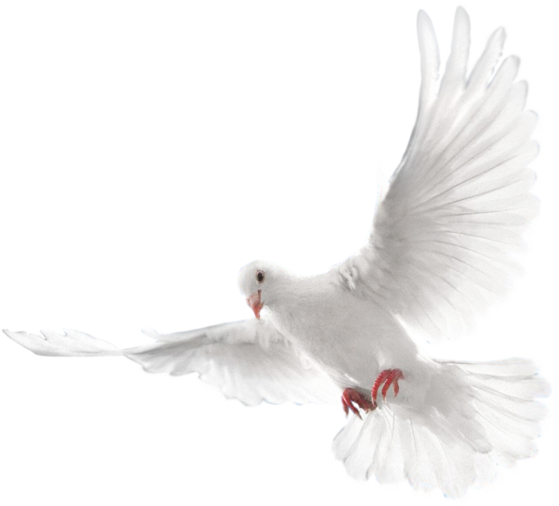 Holy Spirit Png - White Dove Flying Png Clipart (1024x966), Png Download