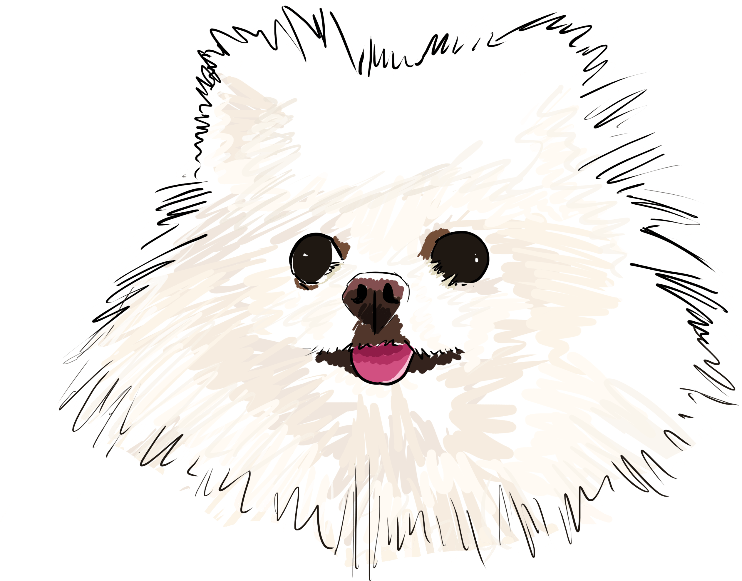 4 Why Are You A Pomeranian - Pomeranian Clipart (3000x3000), Png Download