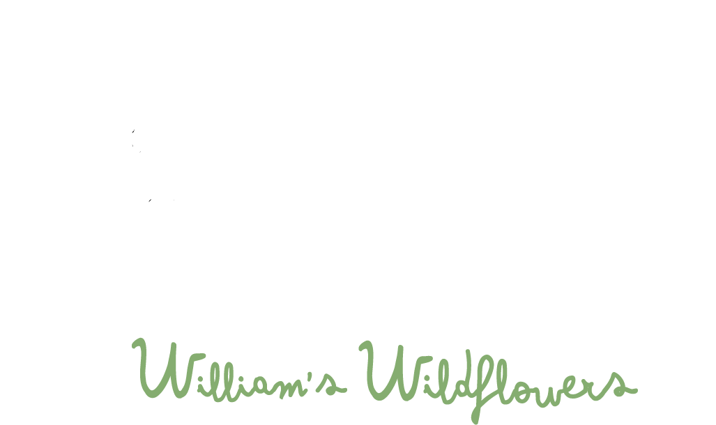 William's Wildflowers - Illustration Clipart (1046x625), Png Download