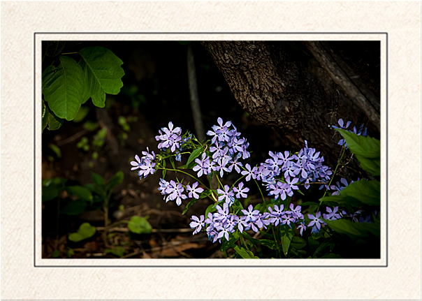 Wildflowers In The Forest - Blue Wood Aster Clipart (620x637), Png Download