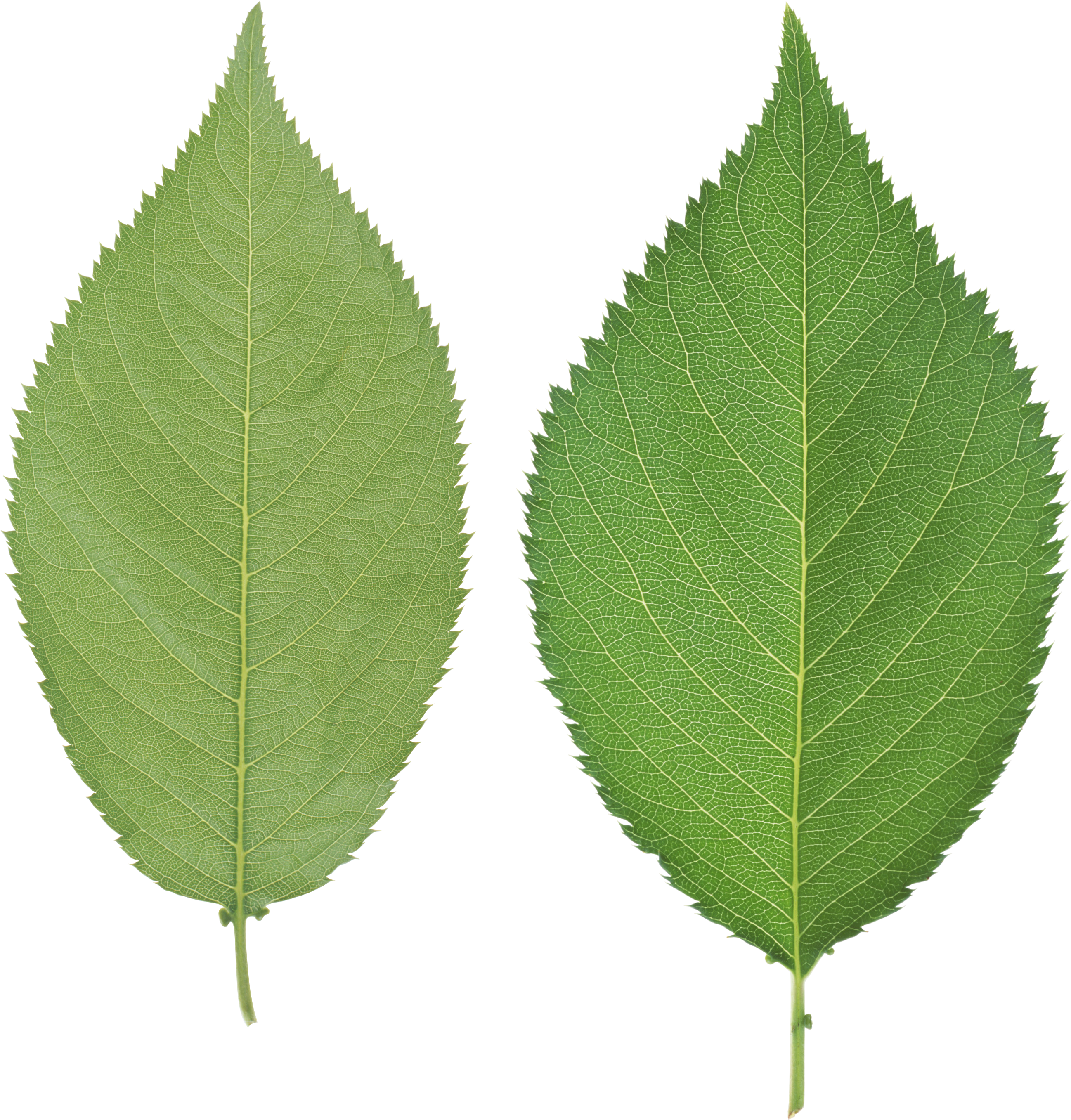 Green Leaves Png Image Clipart (2595x2714), Png Download