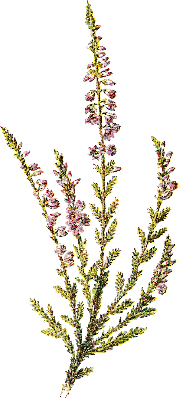 Digital Wildflower Artwork Illustrations Downloads - Southernwood Clipart (879x1600), Png Download