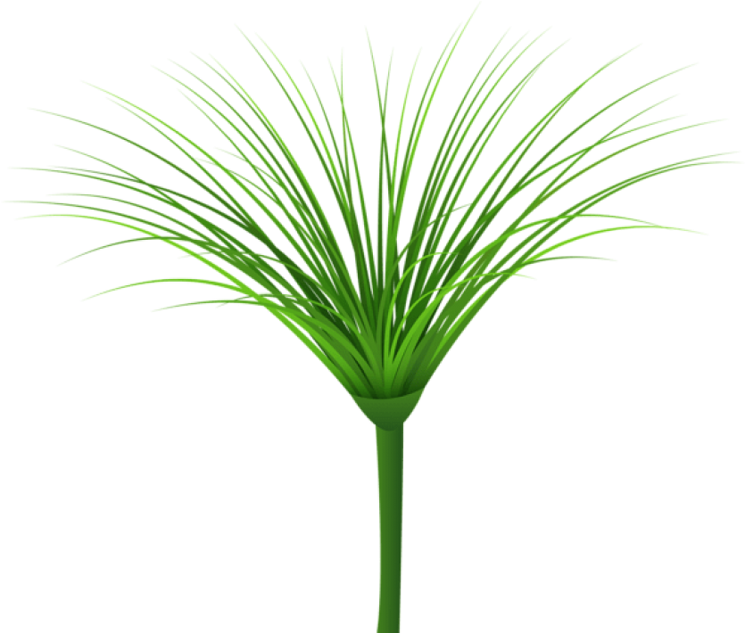 Free Png Tropical Green Leaf Png Images Transparent - Portable Network Graphics Clipart (850x709), Png Download