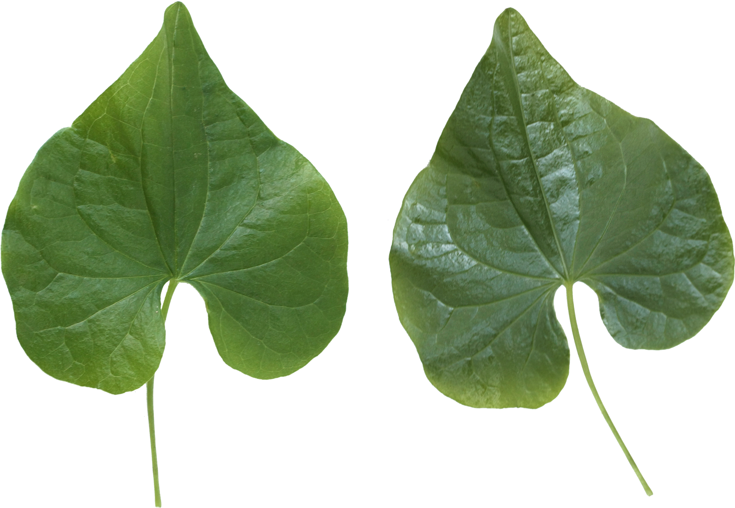 Green Leaves - Leaves Png Clipart (1600x1138), Png Download