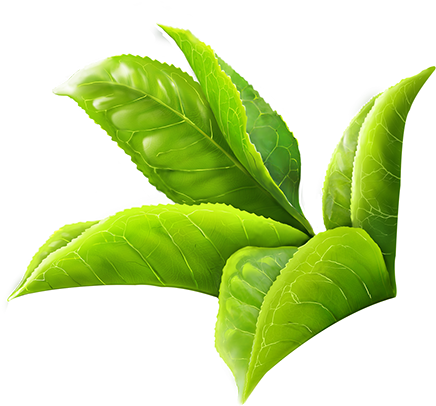 600 X 622 22 0 - Green Tea Leaf Png Clipart (600x622), Png Download