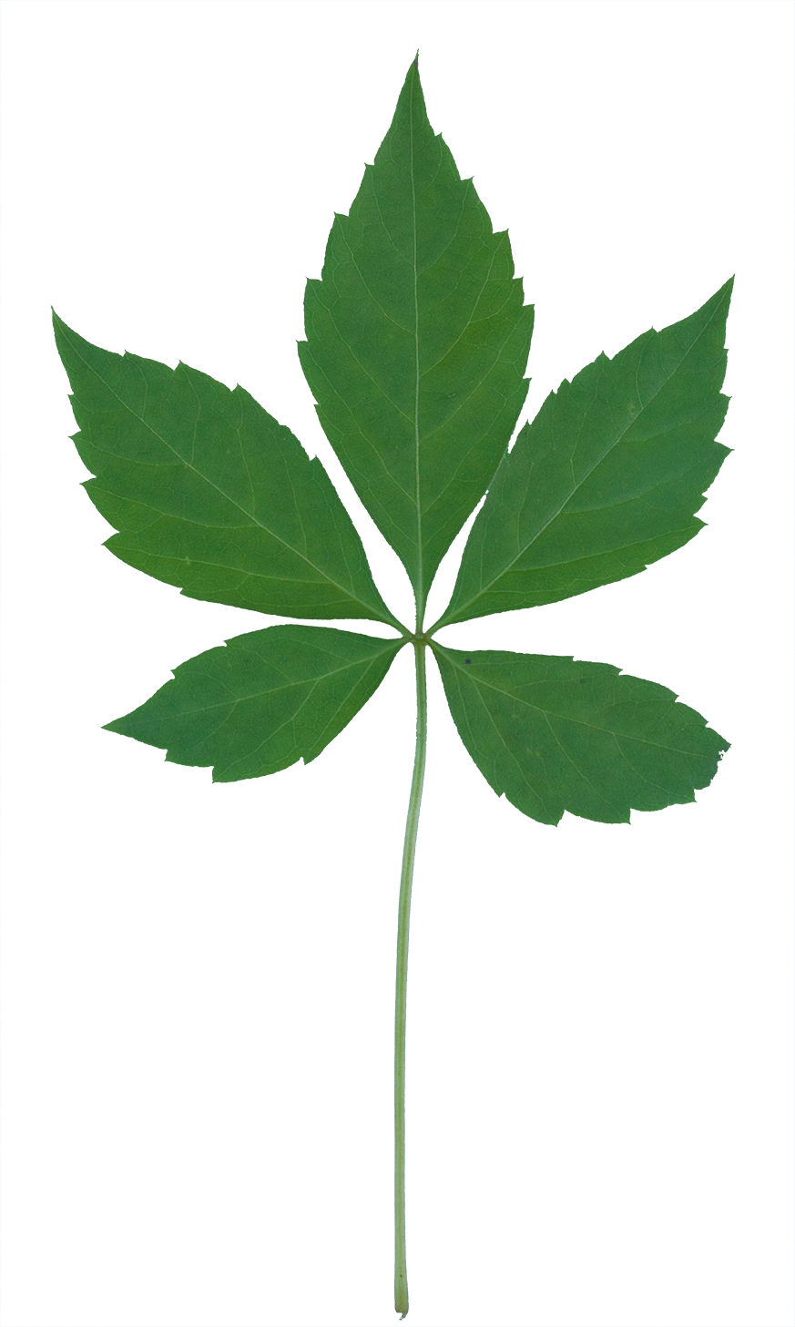 Single Green Leaf Png - Vegetation Clipart (873x1457), Png Download