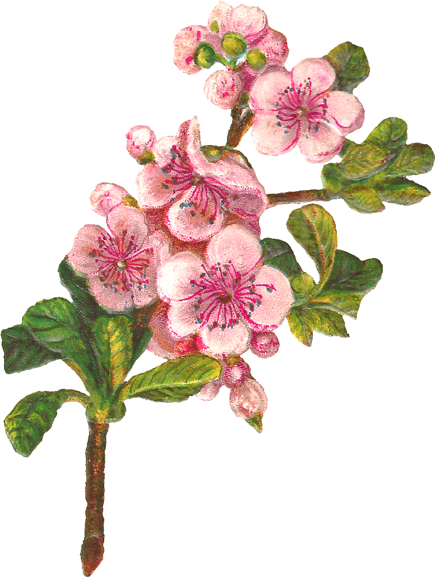 Apple Tree Flowers - Apple Blossom Png Clipart Transparent Png (980x1235), Png Download