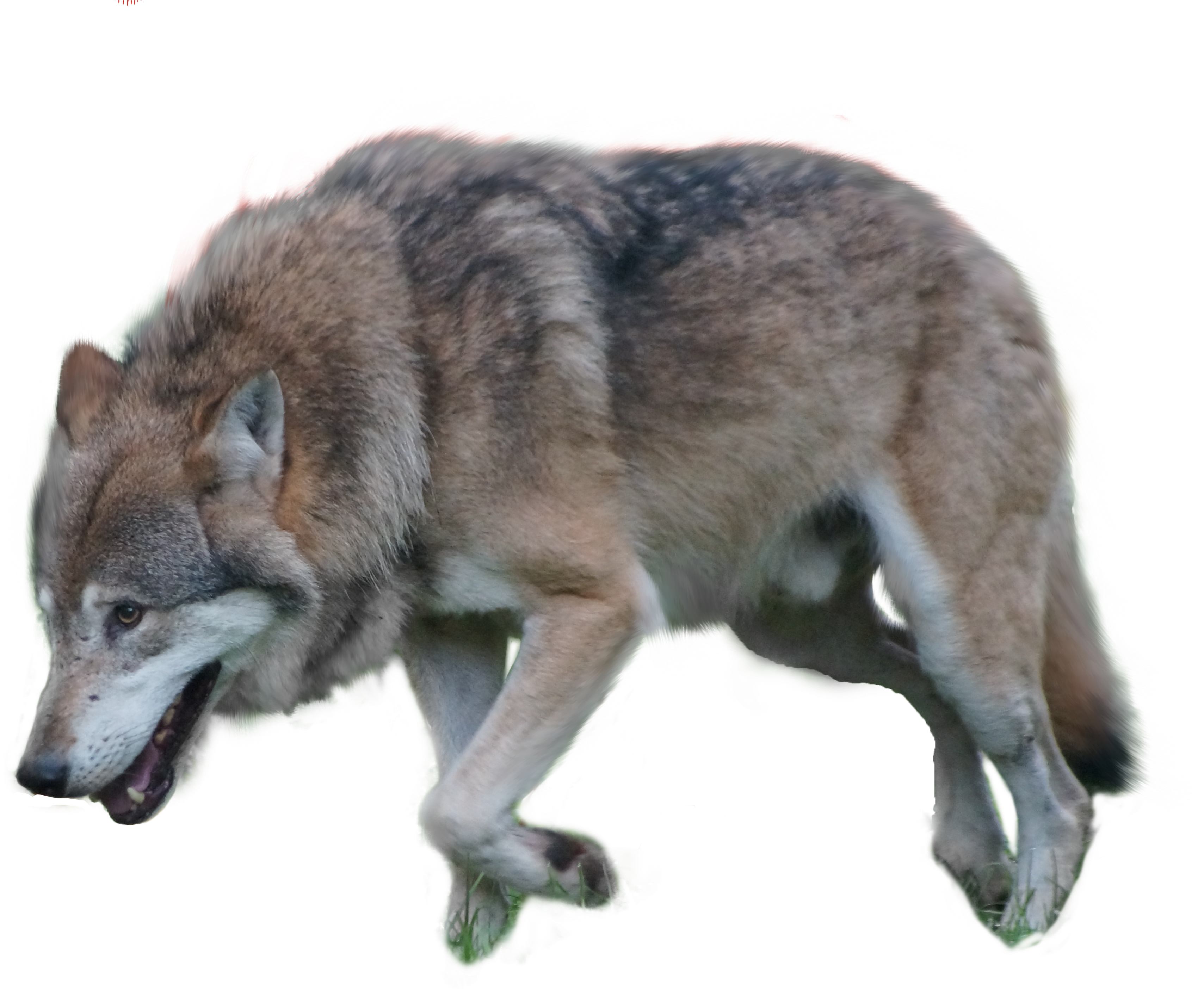 Png Image Information - Wolf Png Clipart (4912x3264), Png Download